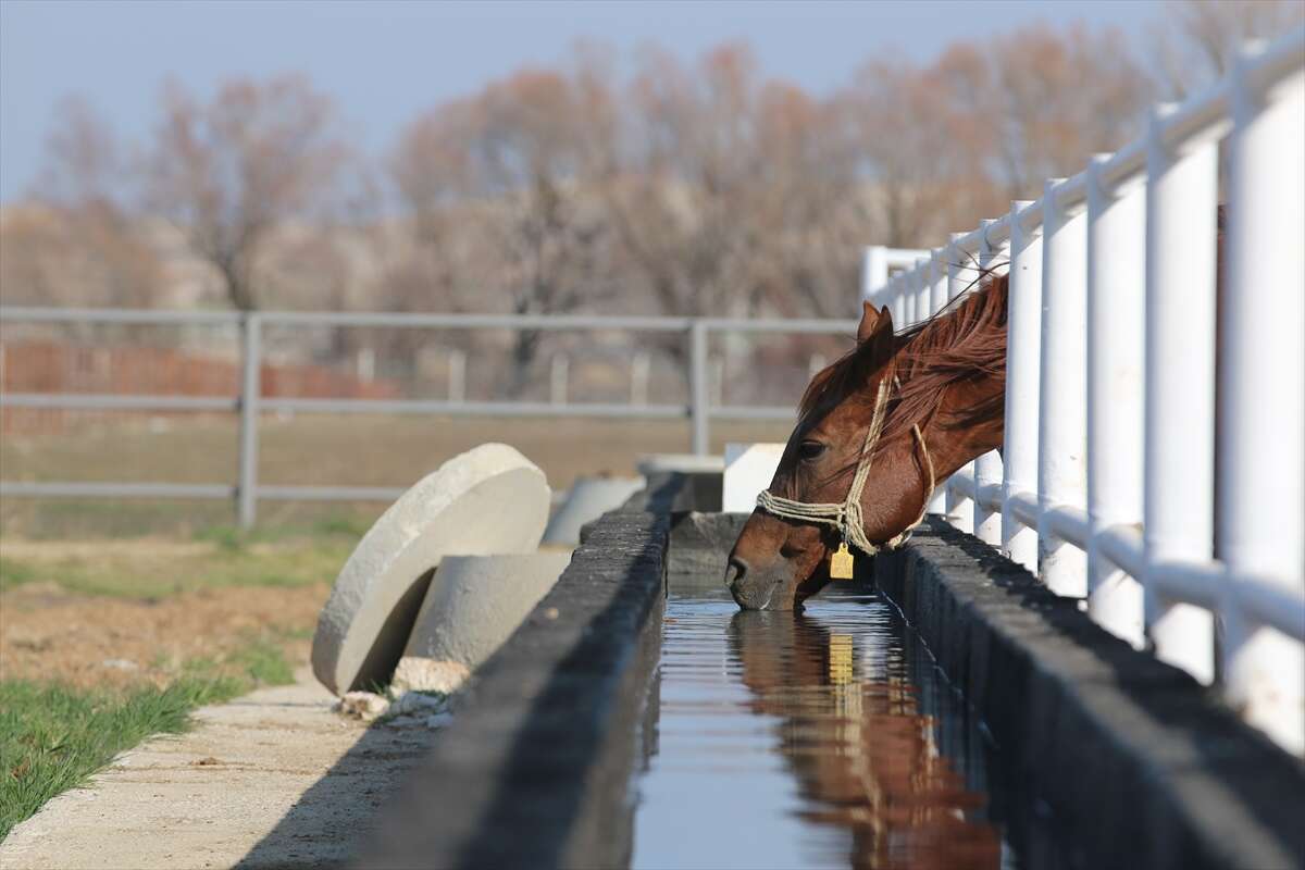 TİGEM’de 120 Safkan Arap Tayı satışa çıkacak 18